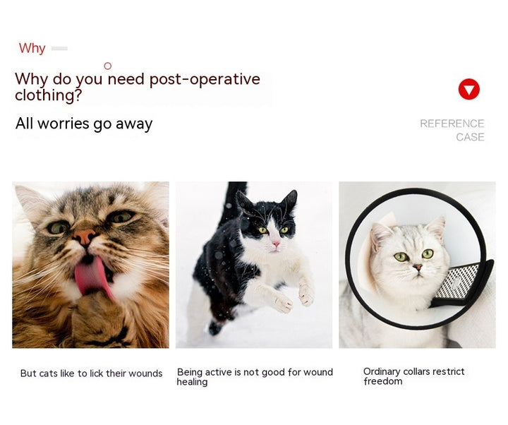 Cats Wearing Breathable And Breasted Clothes After Surgery